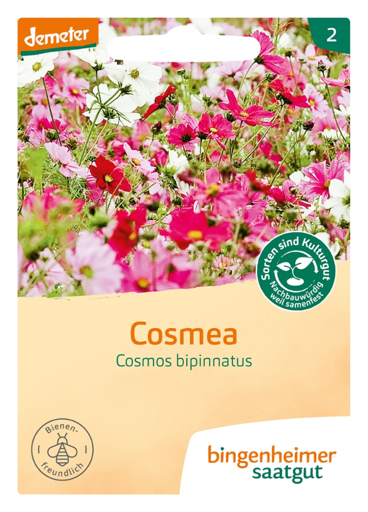 Cosmea