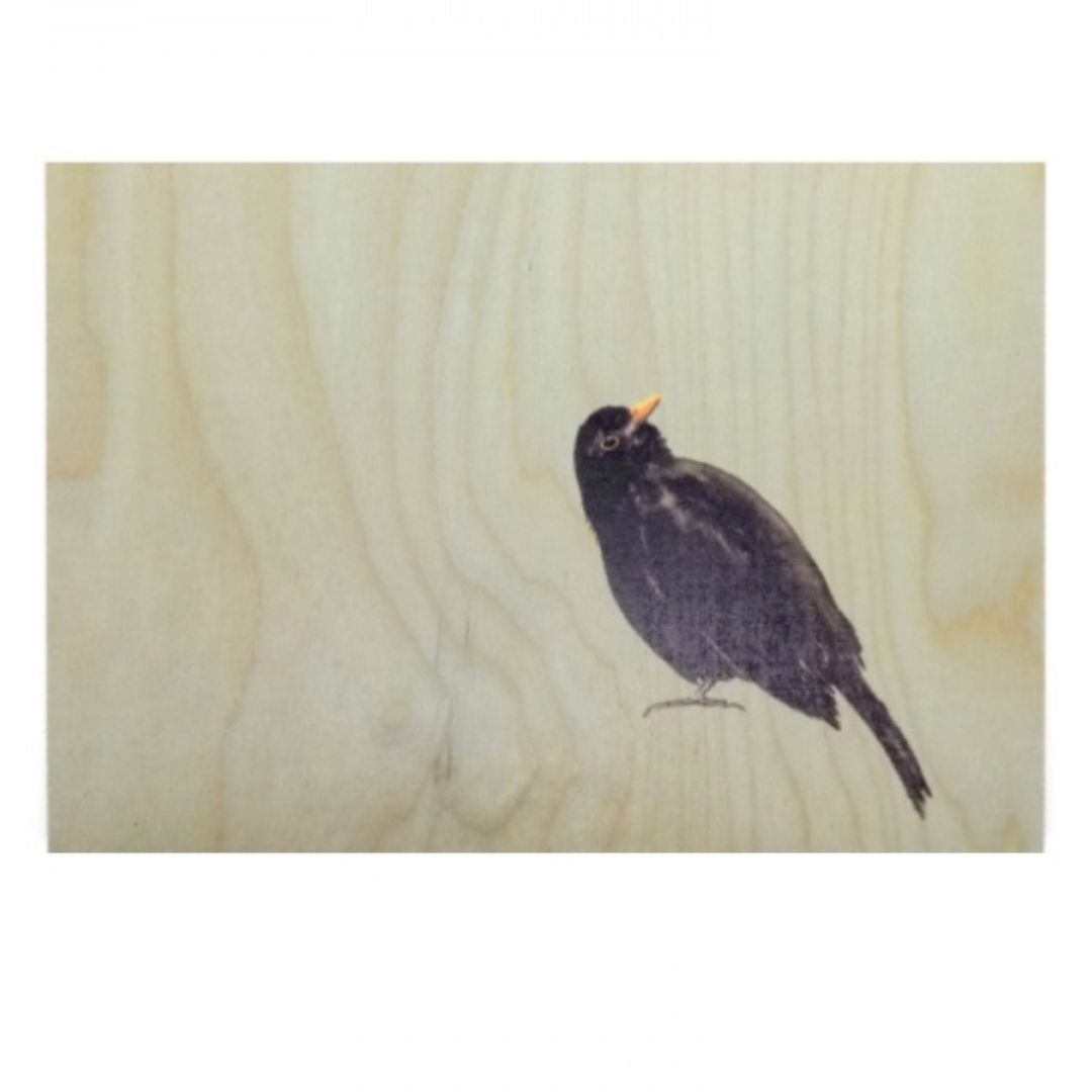 Amsel blau - Holzbild