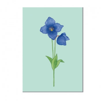 Blauer Mohn - Postkarte