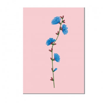 Wegwarte - Postkarte