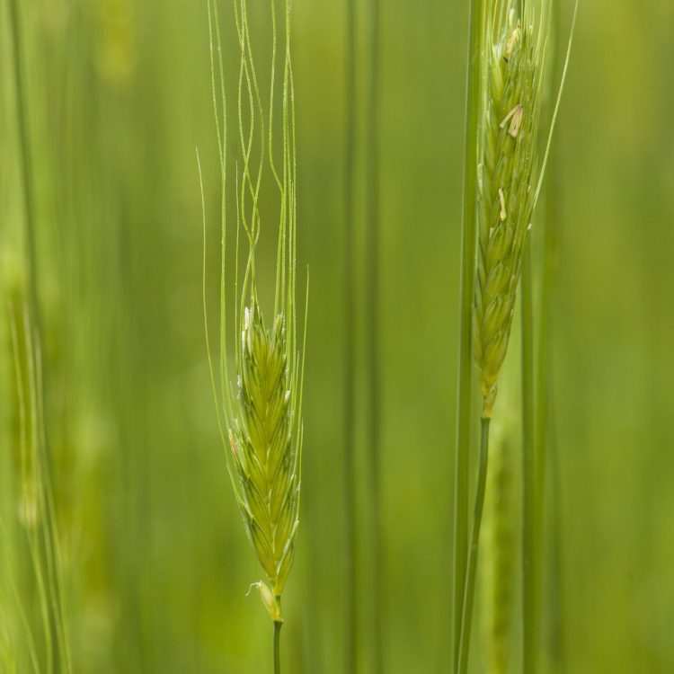 AZ: Einkaufen und dabei die Umwelt schützen