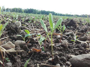 "Slow Food Wurzeltour" zu Chiemgaukorn!