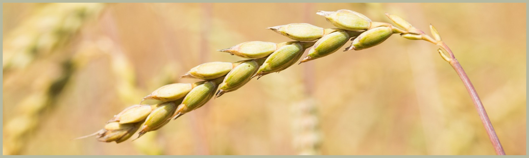 Sind Chiemgaukorn-Produkte glutenfrei?