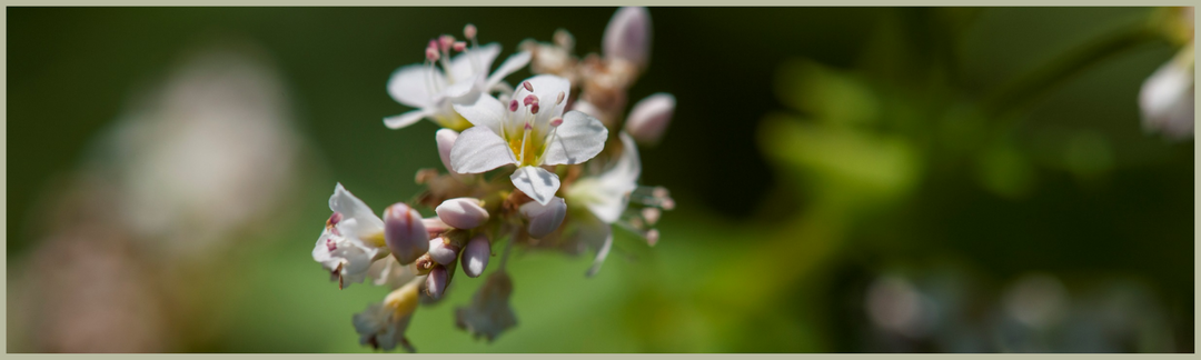 Buchweizen Blüten