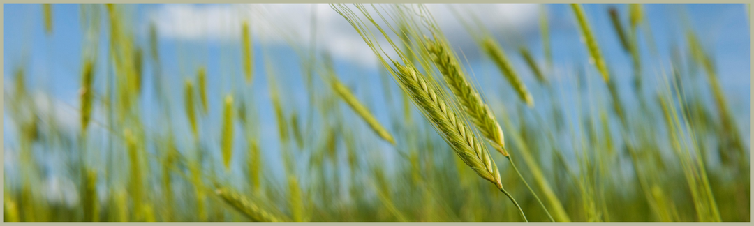 Einkorn-Feld