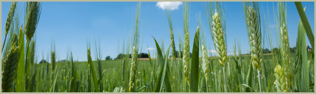 Emmer Feld mit blauem Himmel