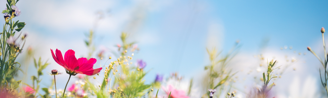 Blumen vor blauem Himmel