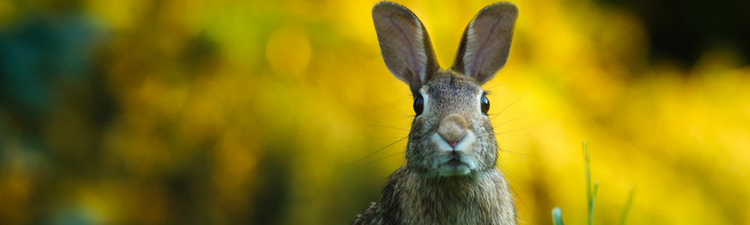 Der Kopf eines braunen Hasen in der Natur