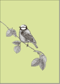 Blaumeise auf Zweig - Postkarte