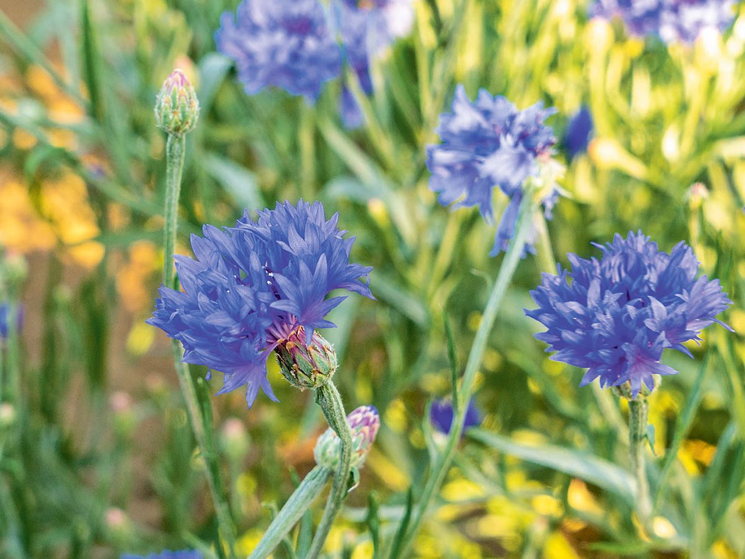 Bienen Care-Paket - Saatgut-Box