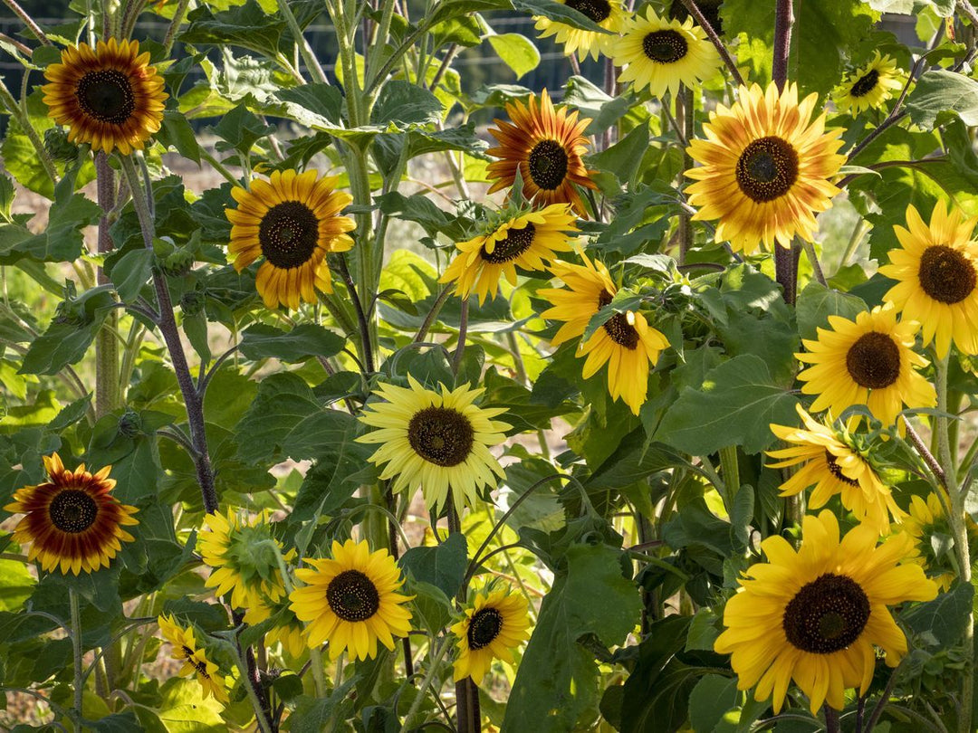 Bienen Care-Paket - Saatgut-Box