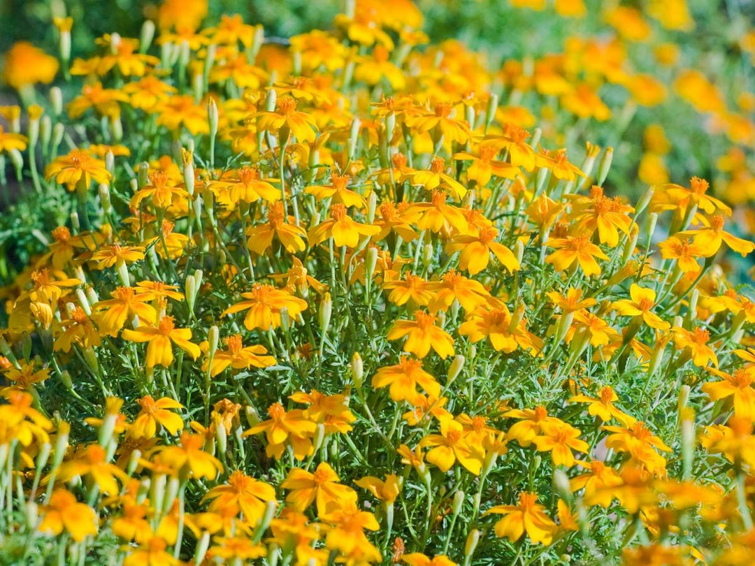 Bienen Care-Paket - Saatgut-Box