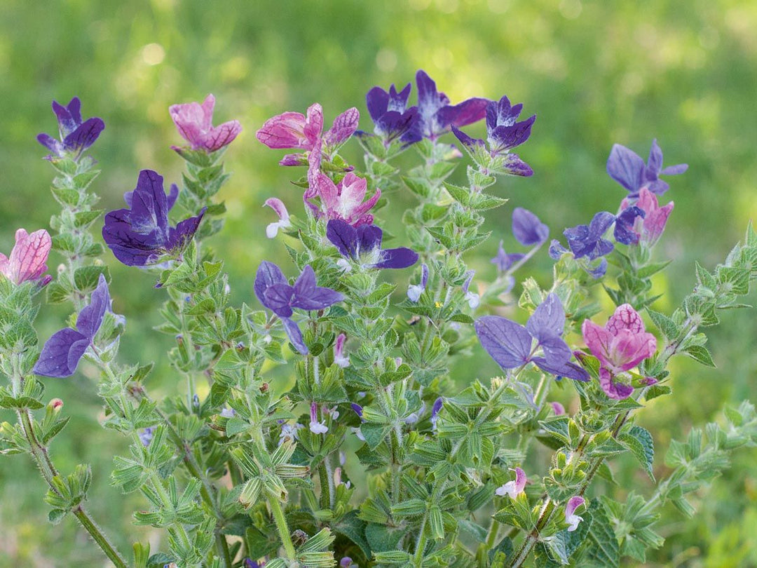 Bienen Care-Paket - Saatgut-Box