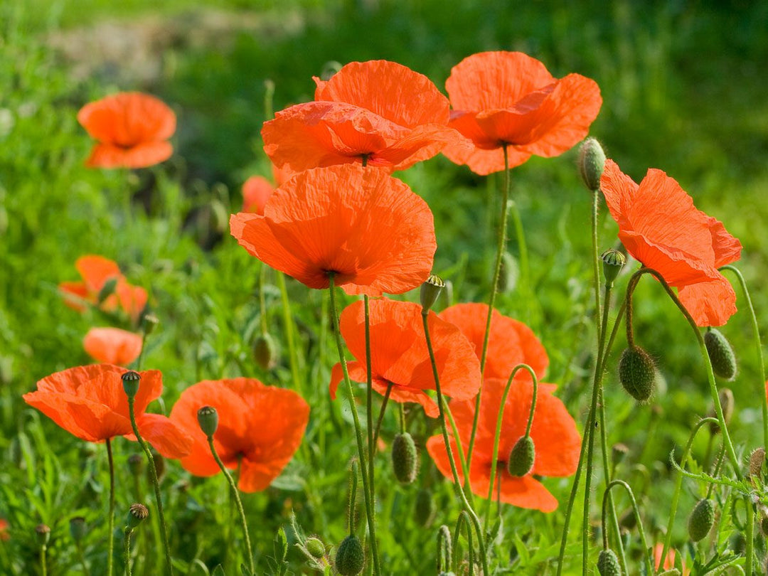 Bienen Care-Paket - Saatgut-Box