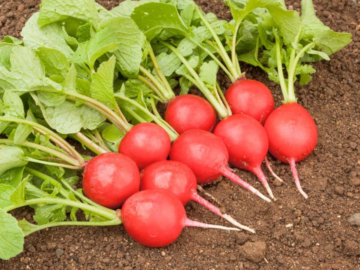 Mein Gemüse ohne Garten - Saatgut-Box