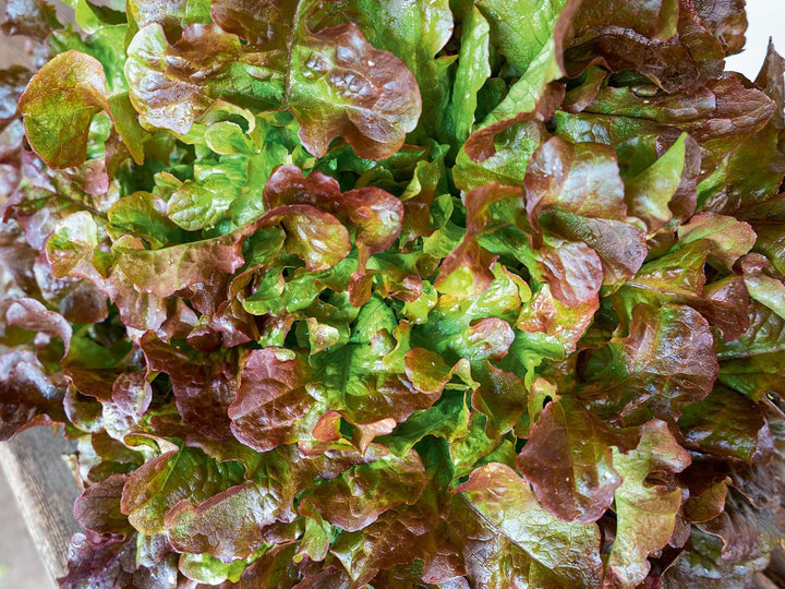 Mein Gemüse ohne Garten - Saatgut-Box
