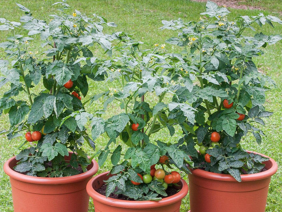 Mein Gemüse ohne Garten - Saatgut-Box