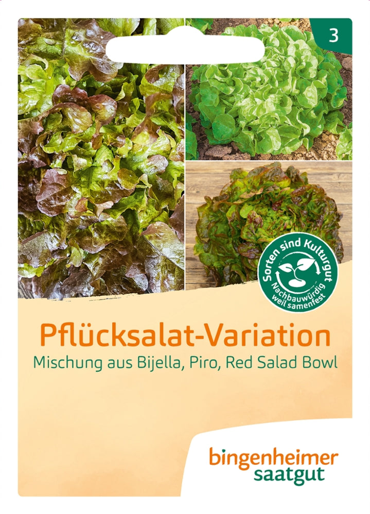 Pflücksalat-Variation - Saatgut