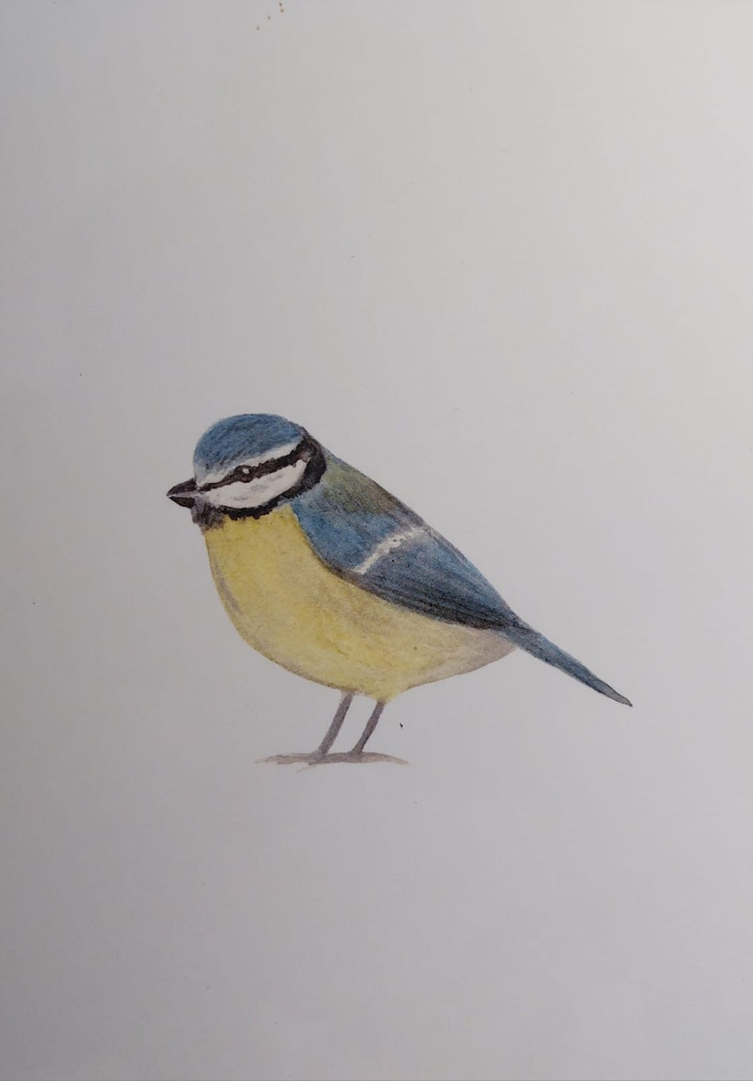 Blaumeise - Postkarte